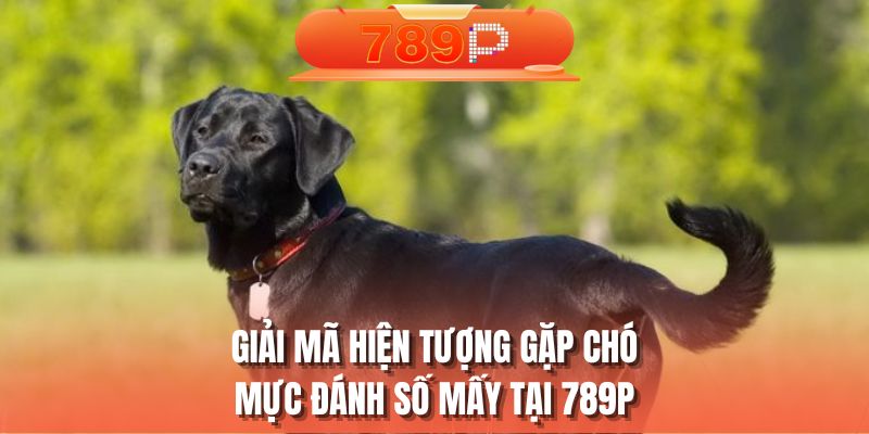 Giải mã hiện tượng gặp chó mực đánh số mấy tại 789P